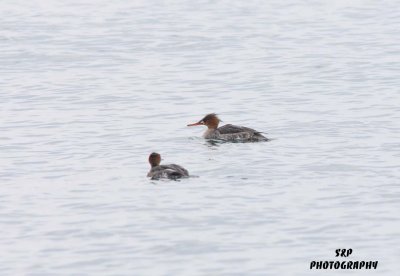 Red-breasted Merganser