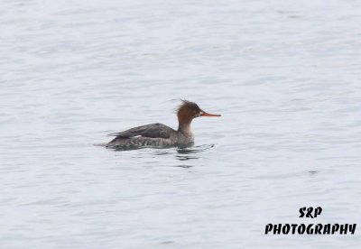Red-breasted Merganser