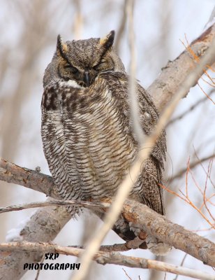 Great Horned Owl