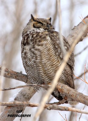 Great Horned Owl