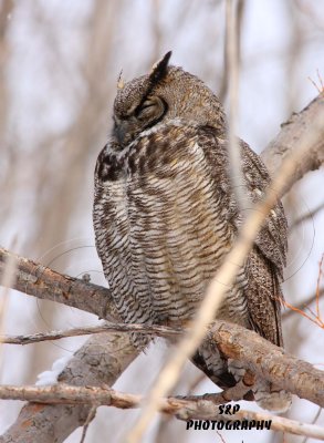 Great Horned Owl