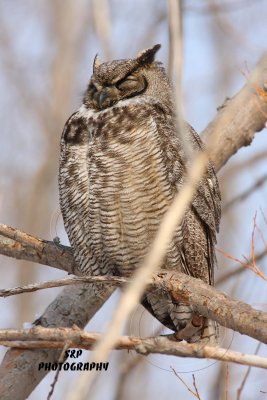 Great Horned Owl