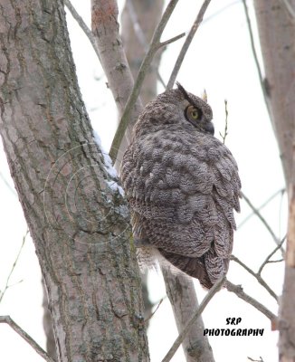 Great Horned Owl