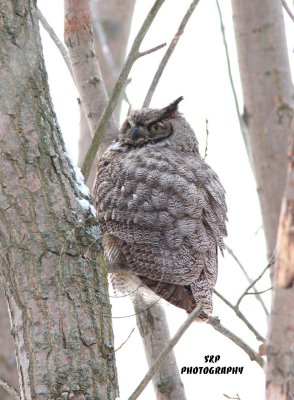 Great Horned Owl