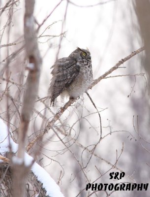 Great Horned Owl