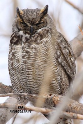 Great Horned Owl