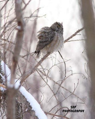 Great Horned Owl