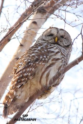 Barred Owl