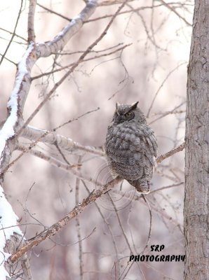 Great Horned Owl