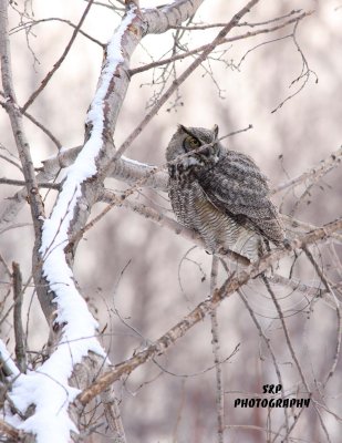 Great Horned Owl