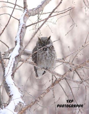 Great Horned Owl