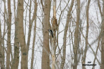 Hairy Woodpecker