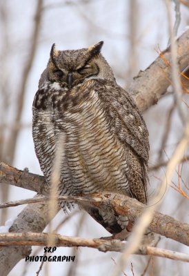 Great Horned Owl