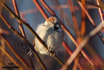 House Sparrow