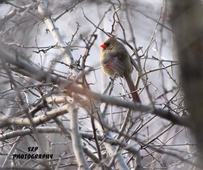 Northern Cardinal Female