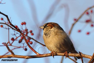 House Sparrow