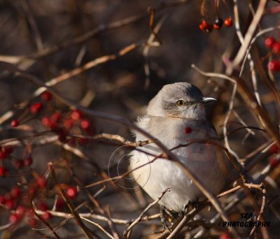 Northern Mockingbird