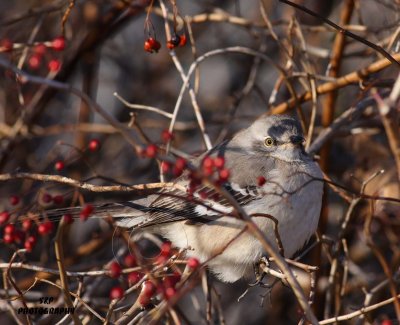Northern Mockingbird