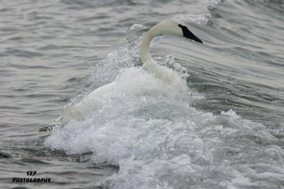 Trumpeter Swan