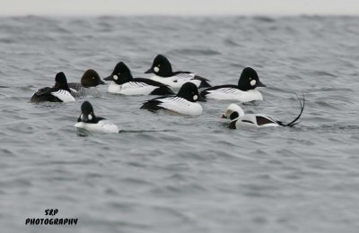 Long-tailed and Common Goldeneye