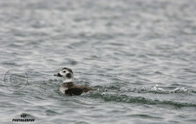 Long-tailed Duck (1)