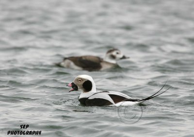 Long-tailed Duck (2)
