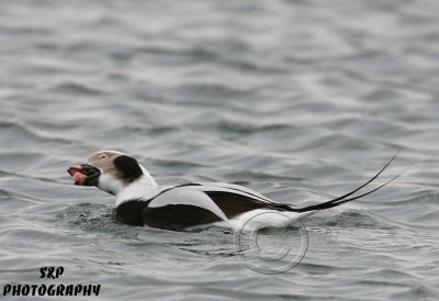 Long-tailed Duck (3)