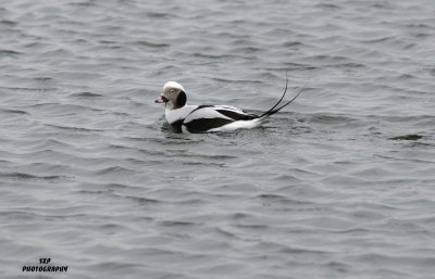 Long-tailed Duck (4)