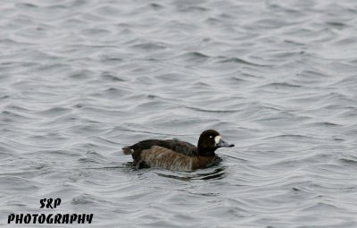 Greater Scaup