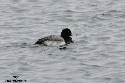 Lesser Scaup