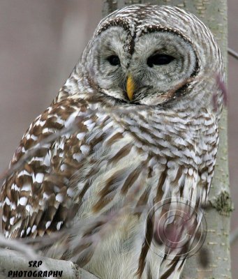 Barred Owl - Portrait