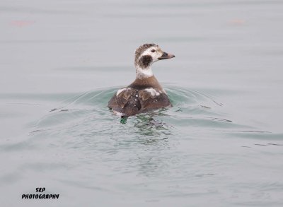 Long-tailed Duck