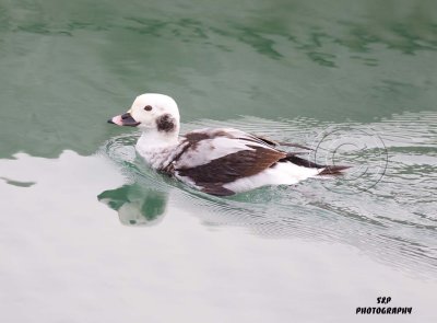 Long-tailed Duck