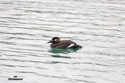 White-winged Scoter (4)