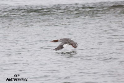 Gracious Landing of a Female Hooded Merganser 