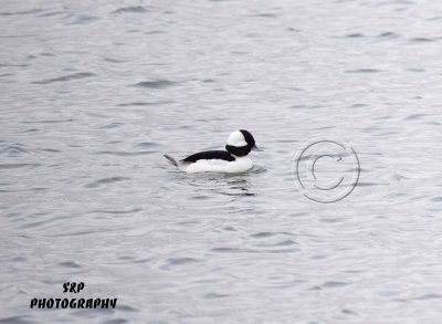 Bufflehead