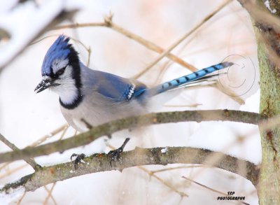 Blue Jay (1)