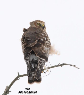 Northern Harrier (2)