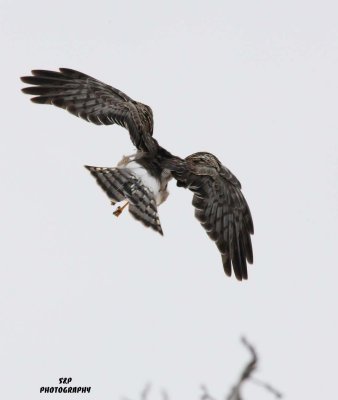 more_birds_in_winter