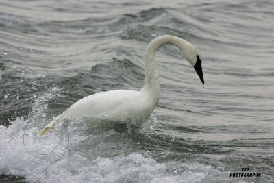 Trumpeter Swan