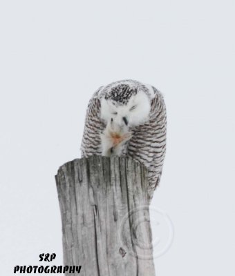 Snowy Owl (1)