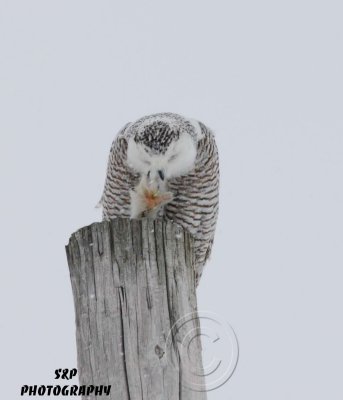 Snowy Owl (2)