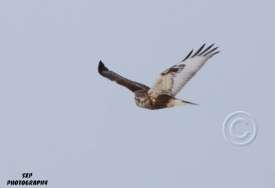 Ruffed-legged Hawk