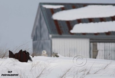 Snowy Owl (5)