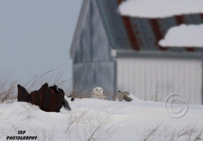 Snowy Owl (6)