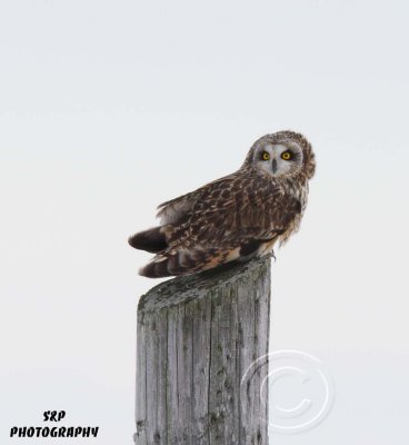 Short-eared Owl