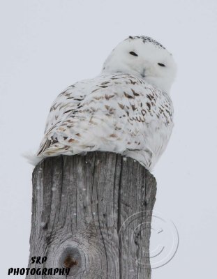 Snowy Owl (7)
