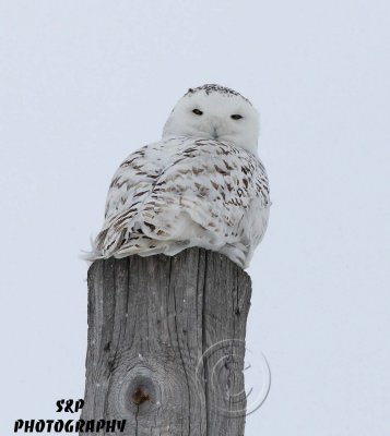 Snowy Owl (8)