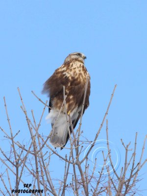 Ruffed-legged Hawk (2)