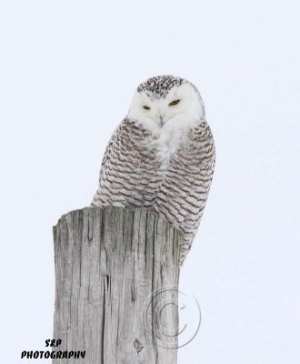 Snowy Owl (9)